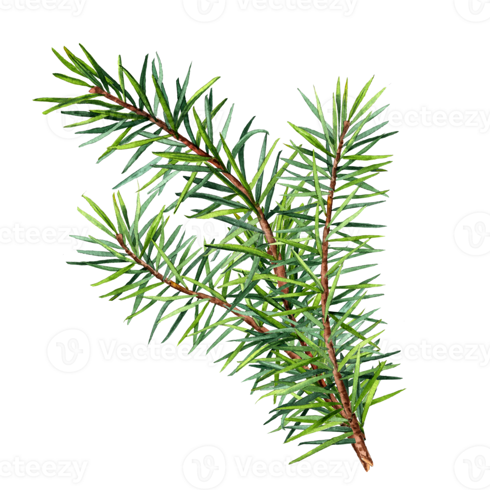 spruce branch with watercolor png