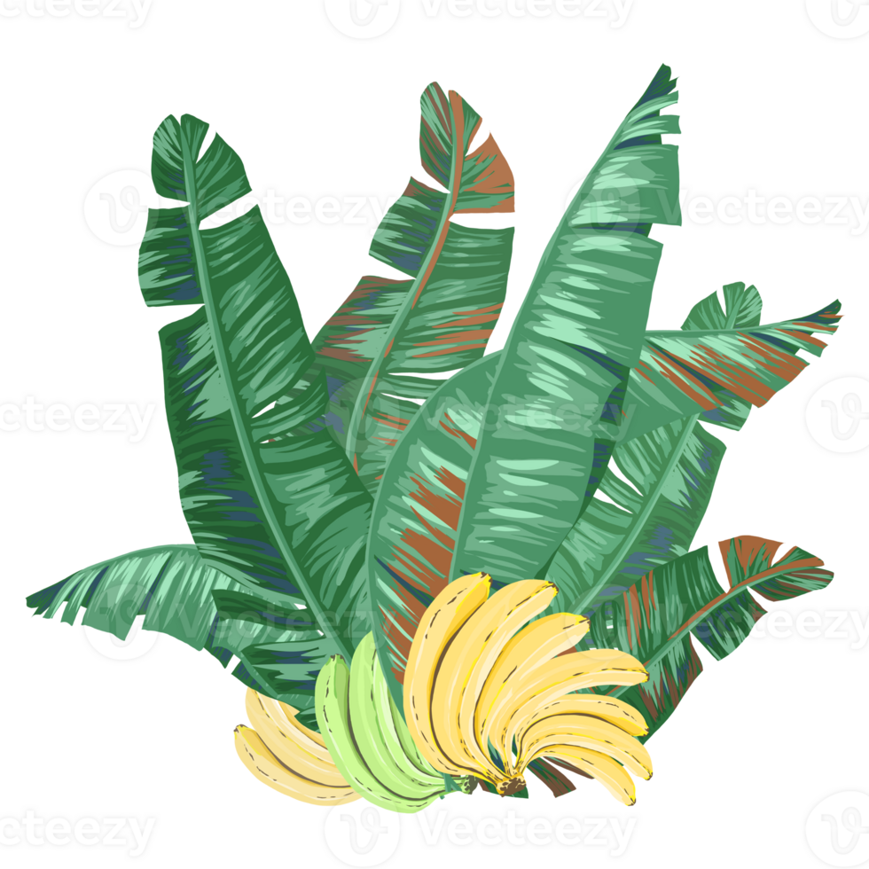 Green and yellow Bananas and its leaves illustration png