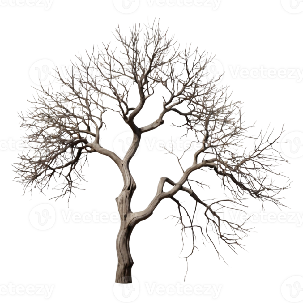 Dried Tree Without Leaves On A Transparent Perfect For Environmental And Seasonal Concepts png