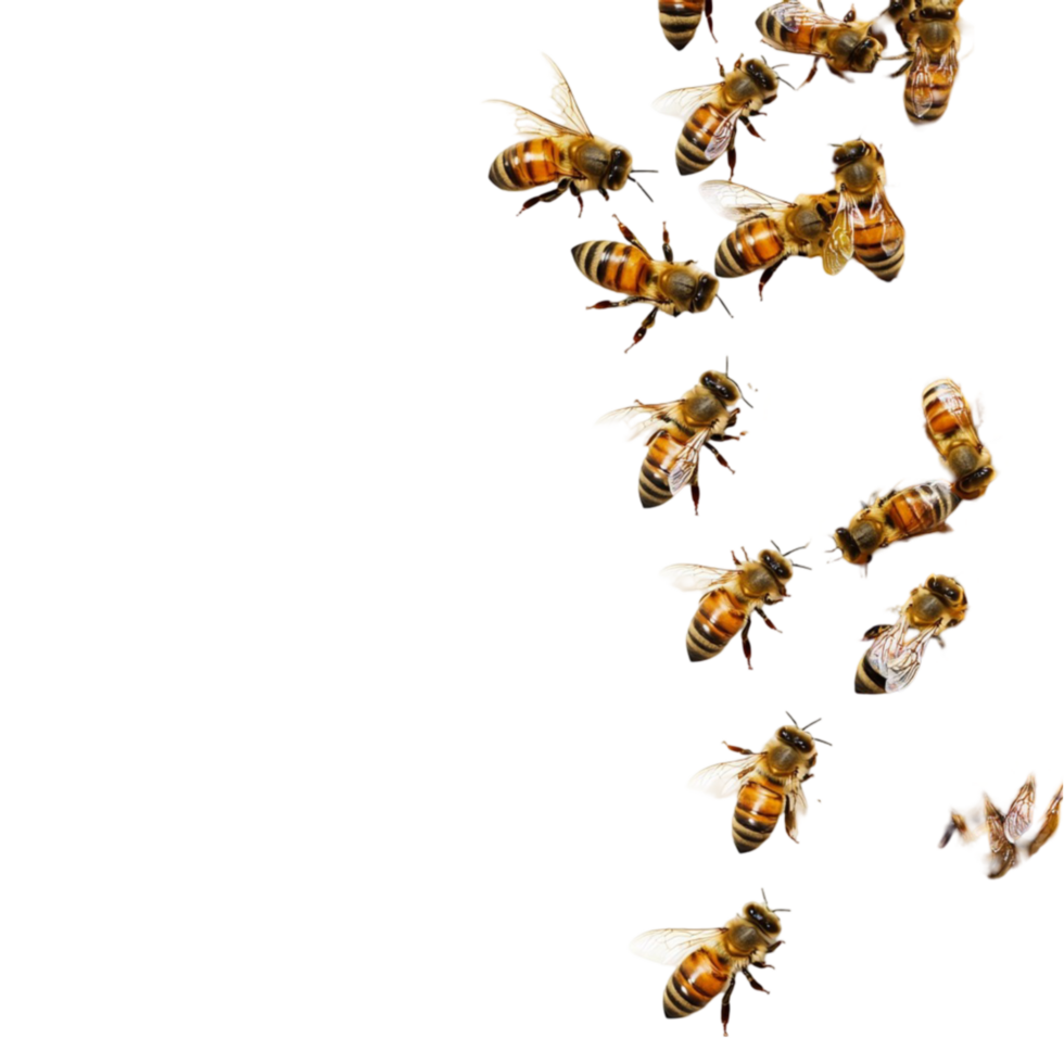 Bees on Honeycomb Design on Transparent Background png