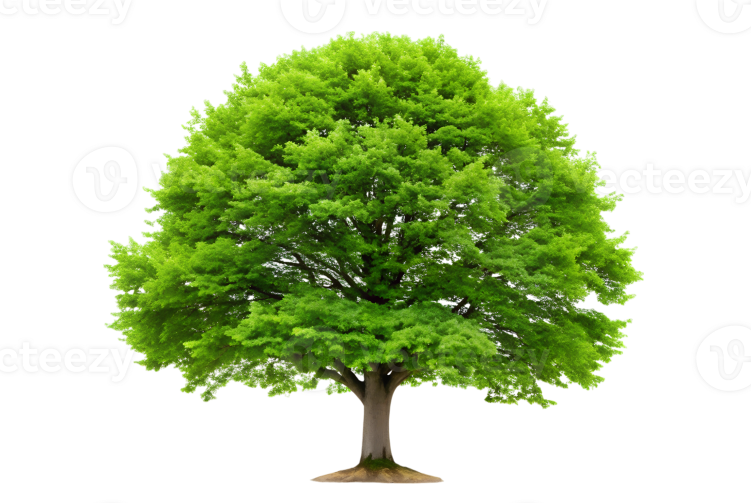 Beech tree stands tall in the forest landscape png