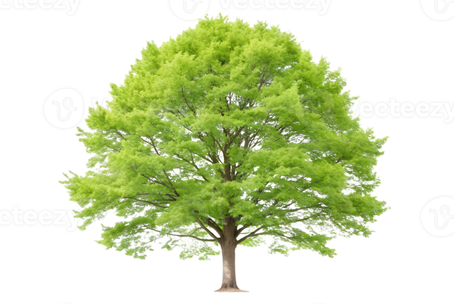 Beech tree provides shade and beauty to parks png