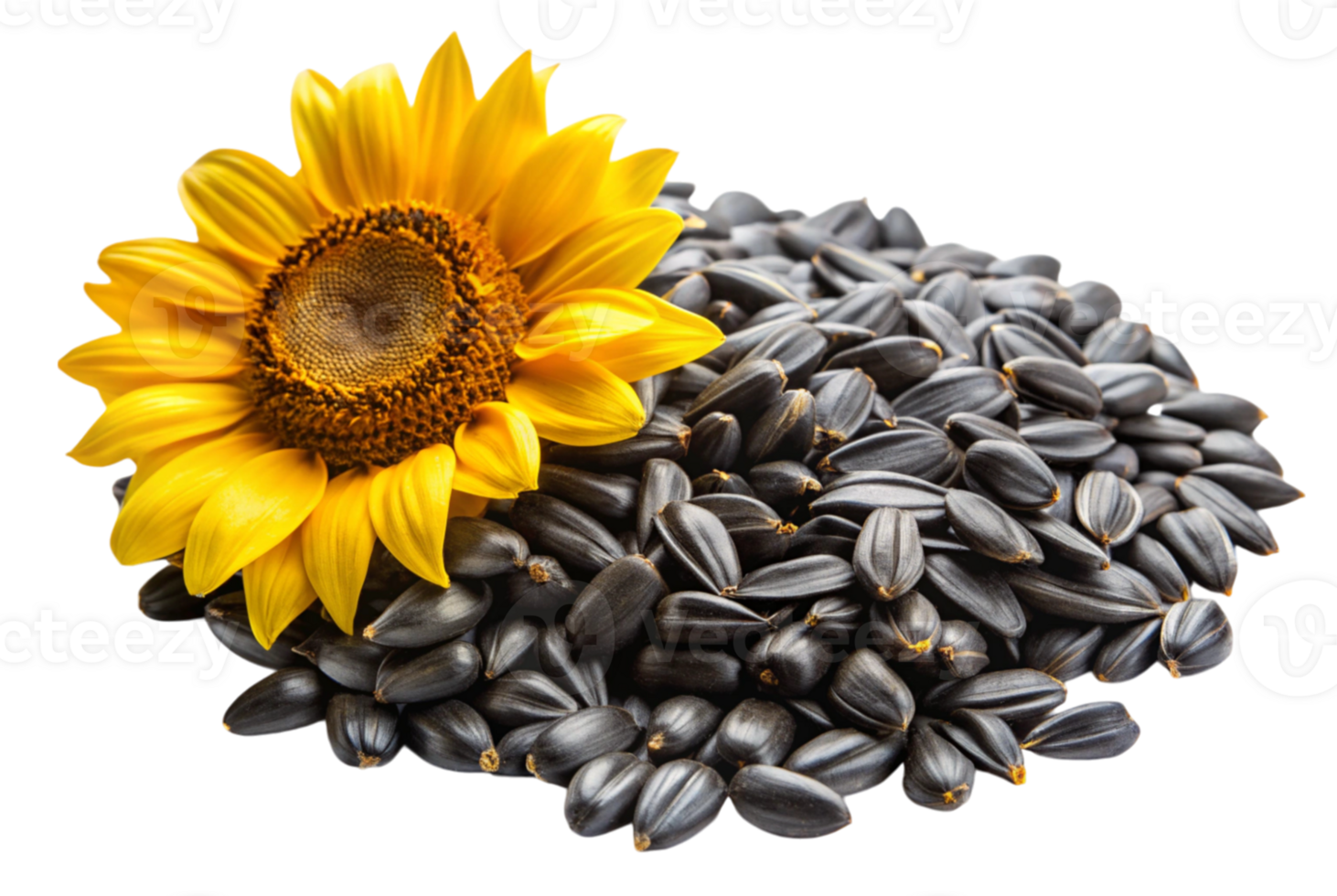 Black oil sunflower seeds boost health and nutrition benefits png