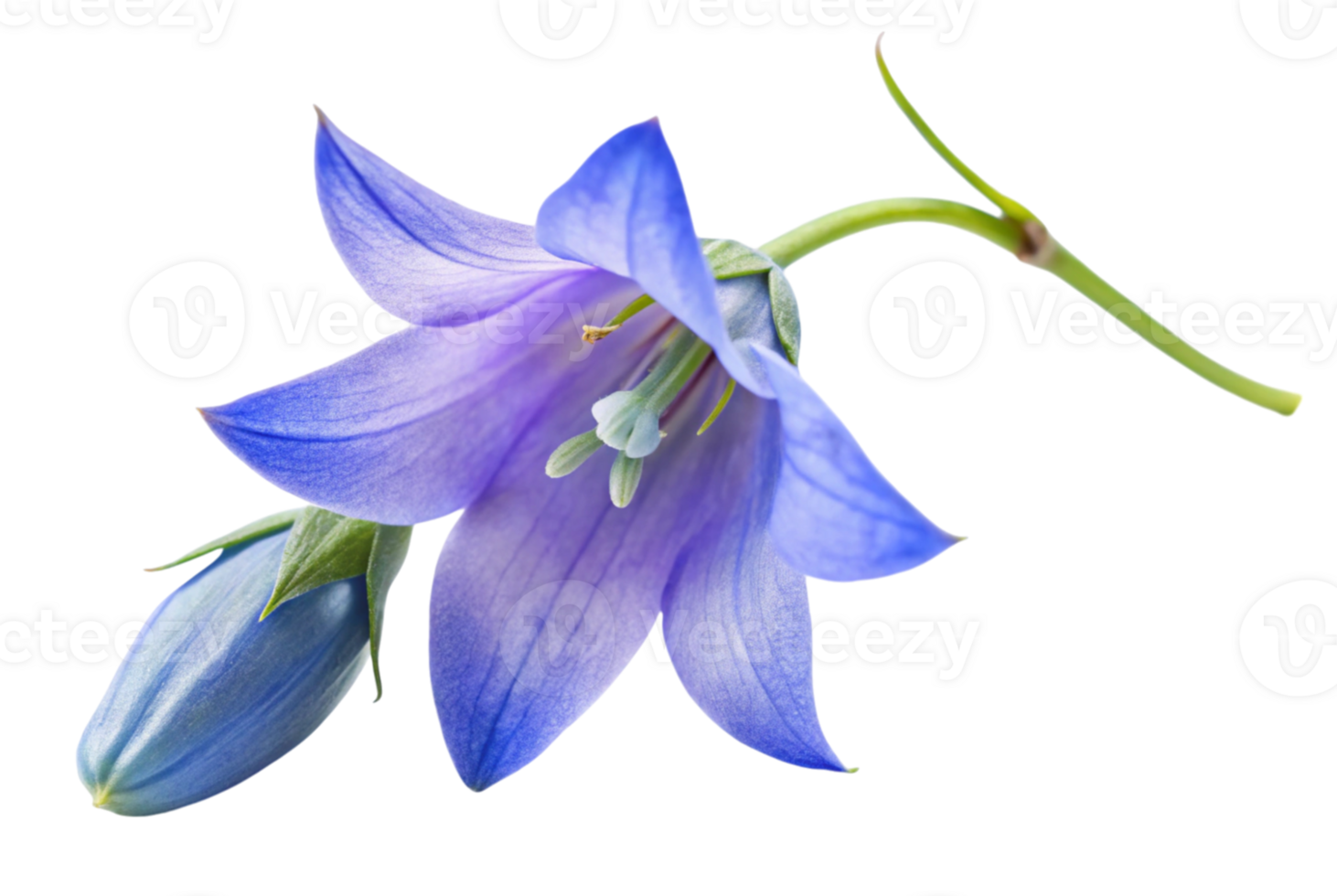 Bluebell whispers secrets of the enchanted forest png