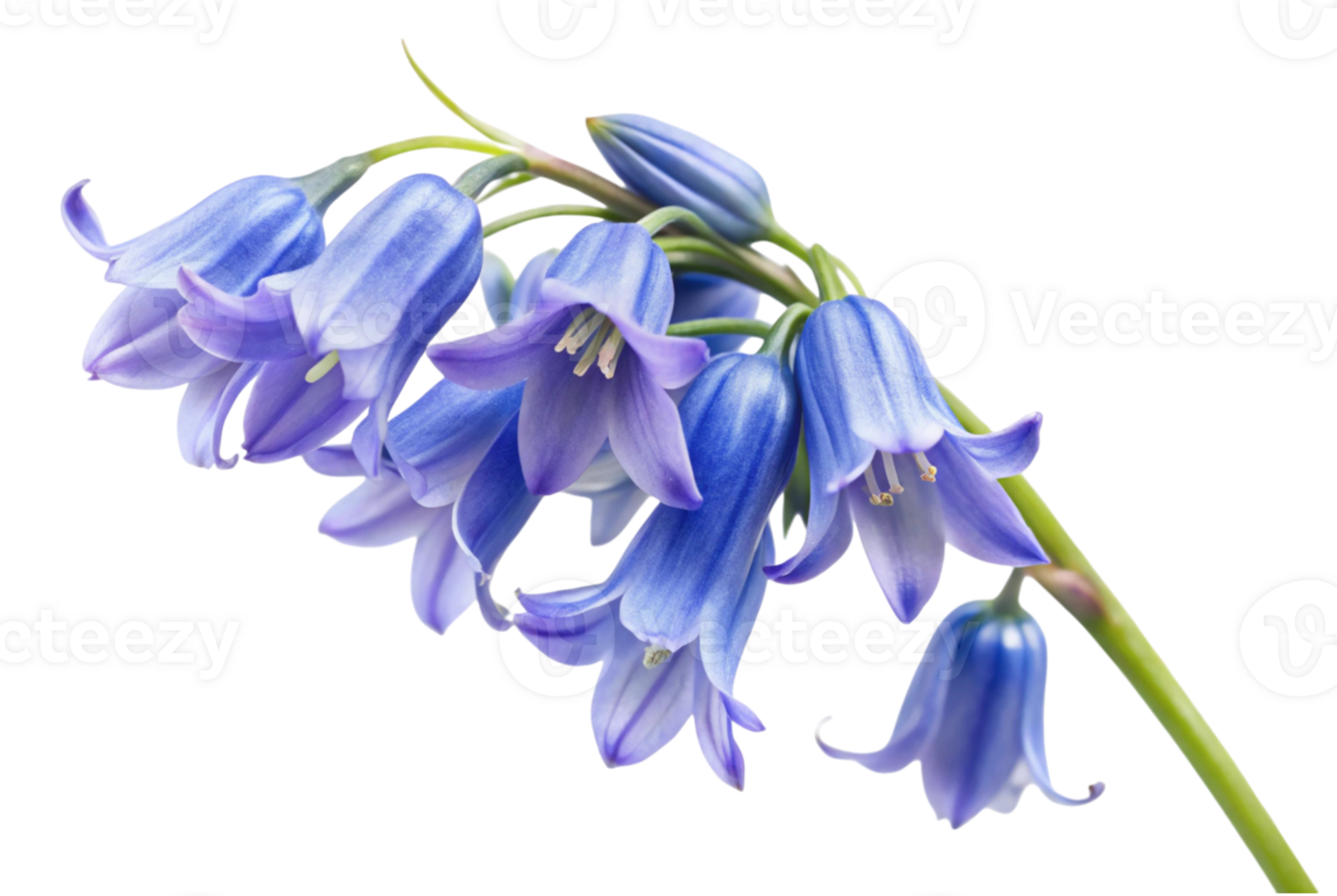 Bluebell fields dance gently in the warm breeze png