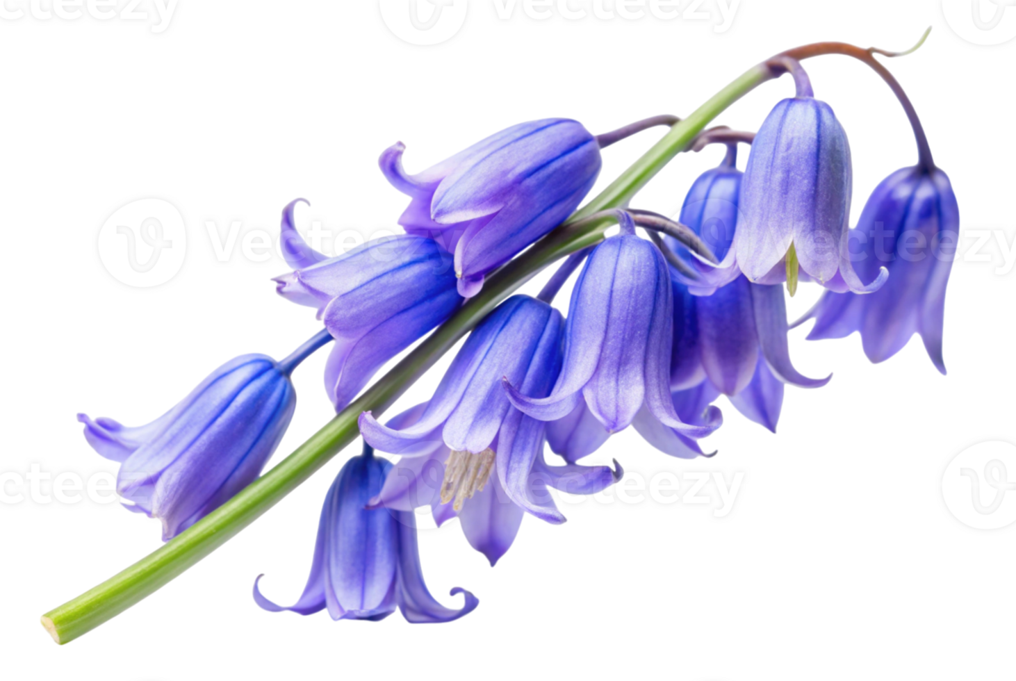 Bluebell blooms in spring bringing joy to nature png