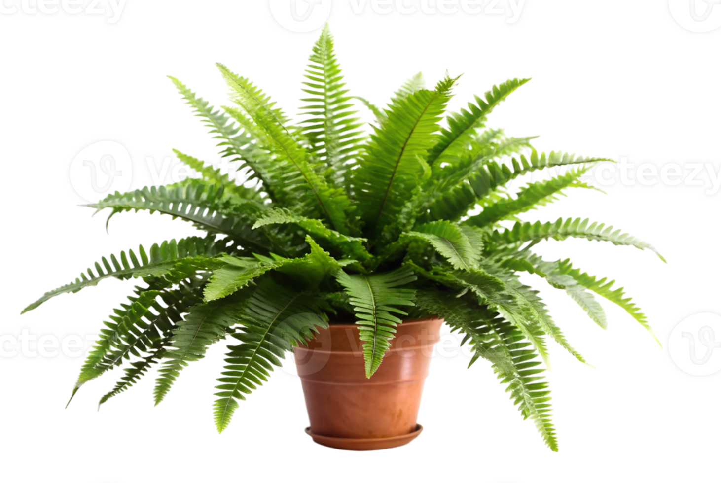 Boston fern care tips for lush indoor greenery png