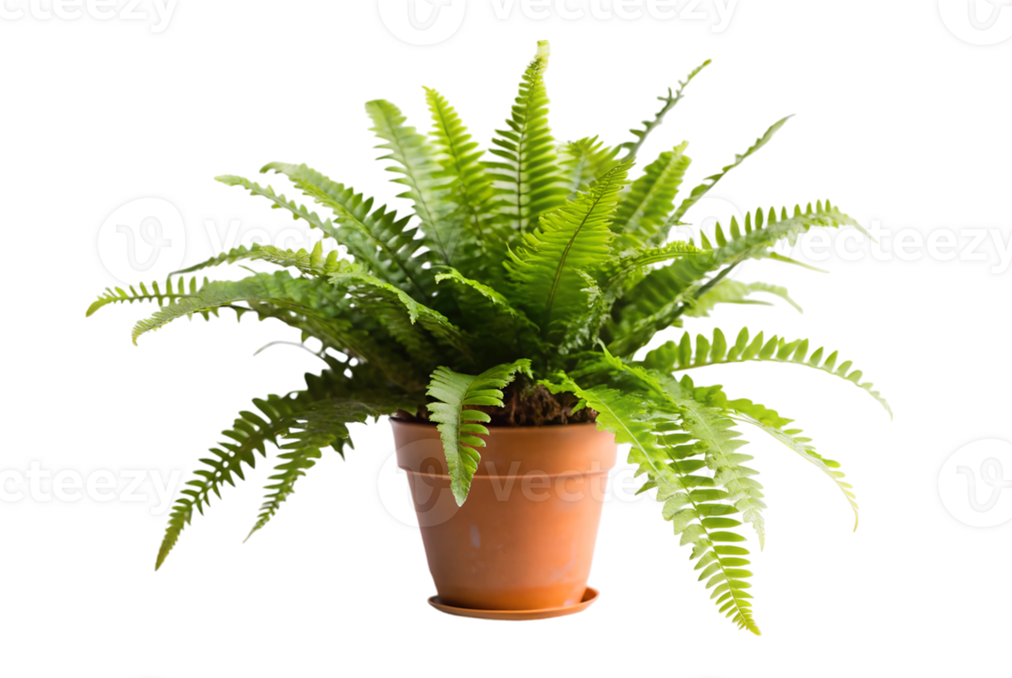 Boston fern benefits for improving home air quality png
