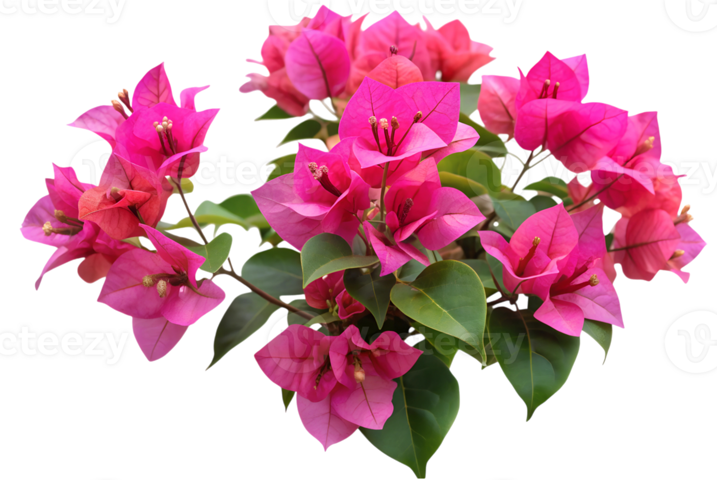 Bougainvillea Vibrant Colors Bring Life to Gardens Everywhere png