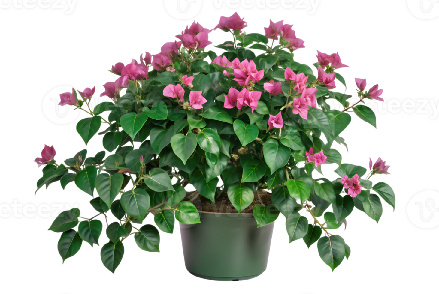 Bougainvillea Climbing Vines Transform Any Space into Paradise png