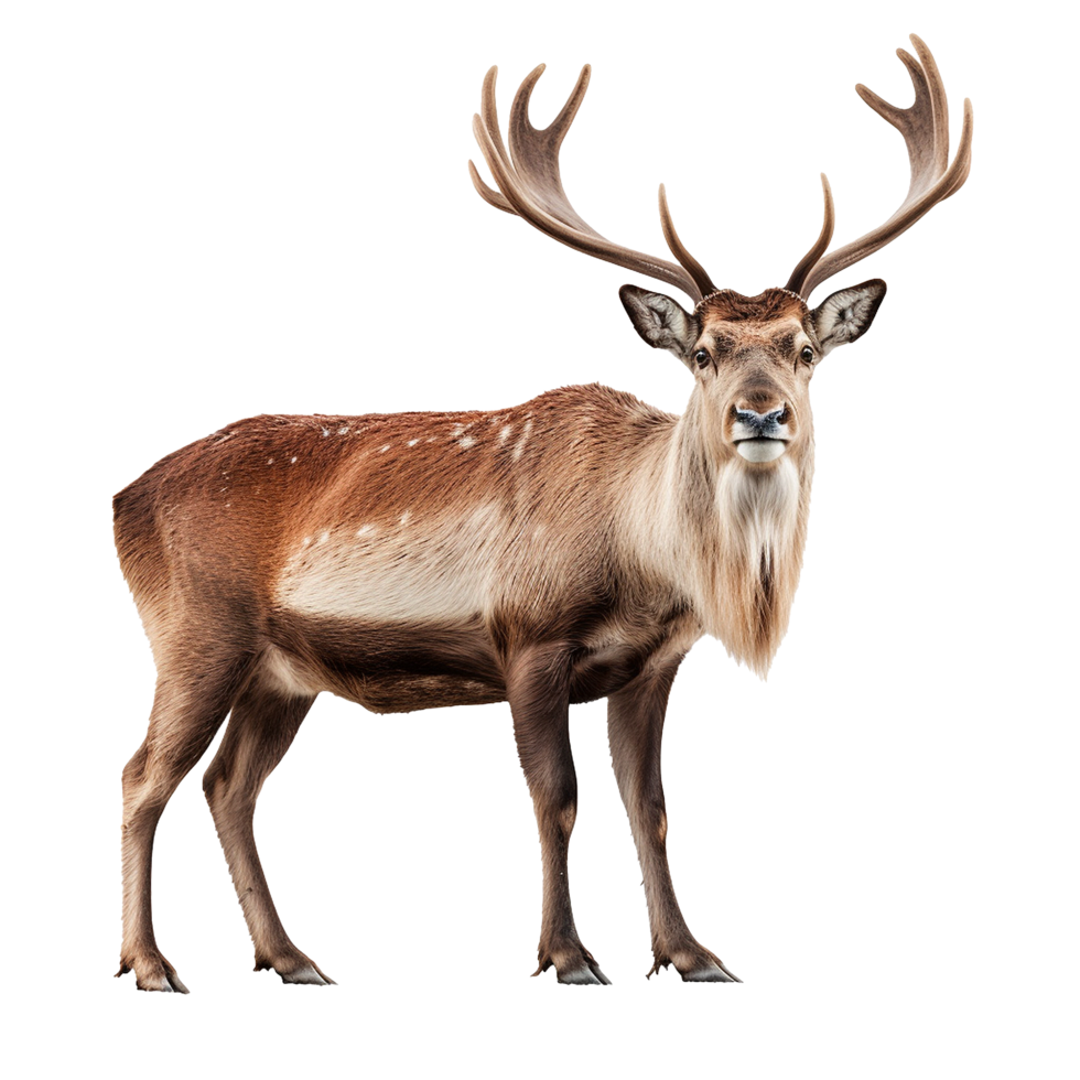 Majestic Deer with Antlers Standing Proud Wildlife Animal Nature png