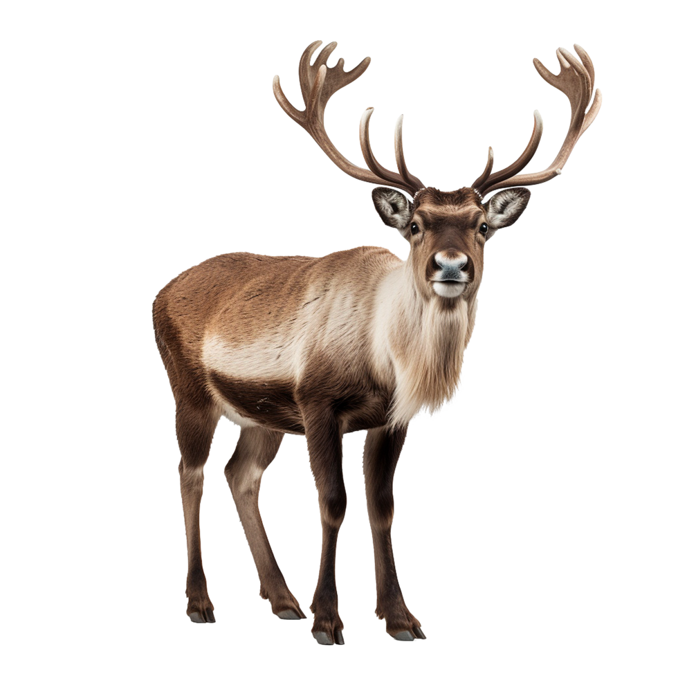 Majestic Reindeer with Antlers Winter Animal Portrait png