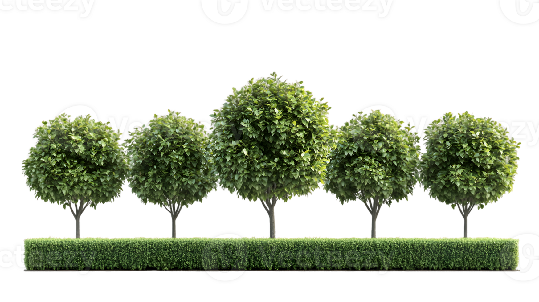 Row of Lush Green Trees and a Hedge in a Garden Setting png