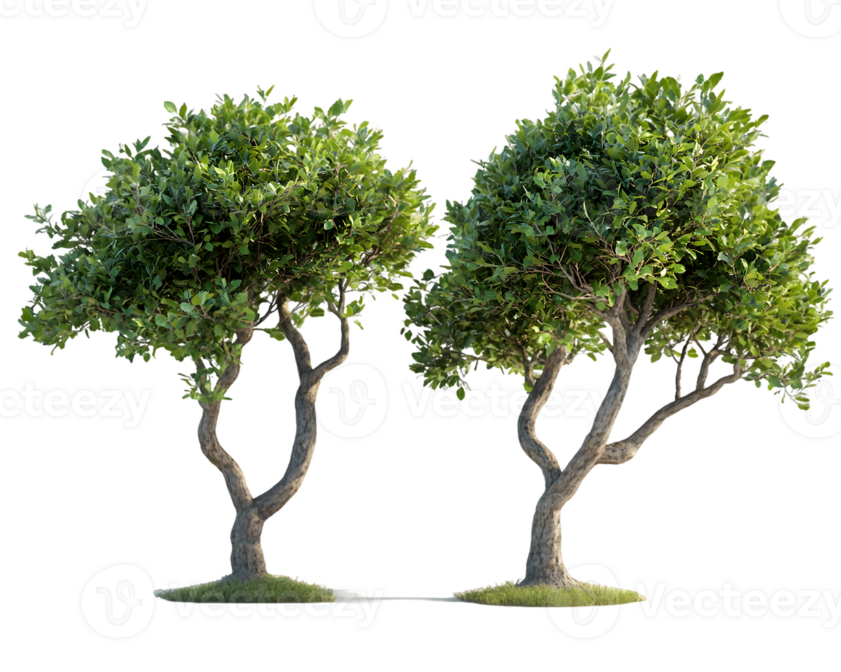 Pair of Lush Green Trees with Twisted Trunks png