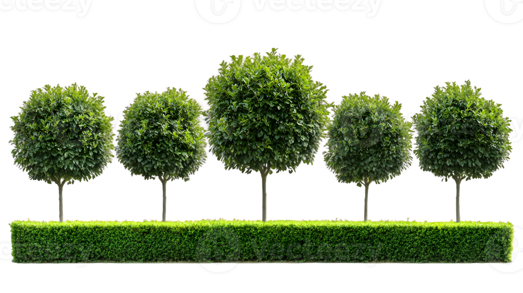 Five round topiary trees with lush green hedge in a formal garden setting png