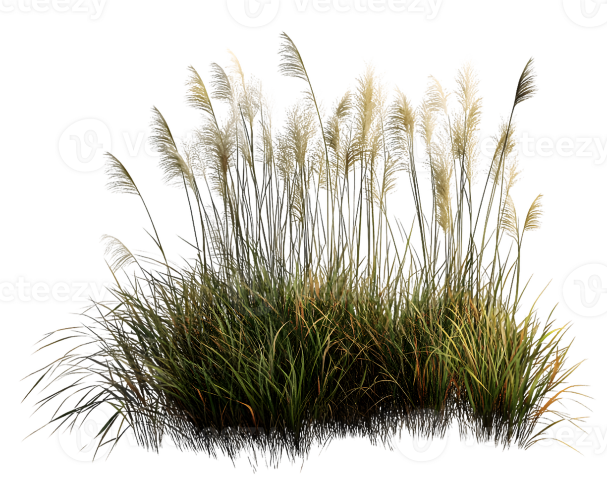 Lush pampas grass swaying gently in the breeze with soft, fluffy plumes illuminated by warm sunlight in a vibrant natural setting png