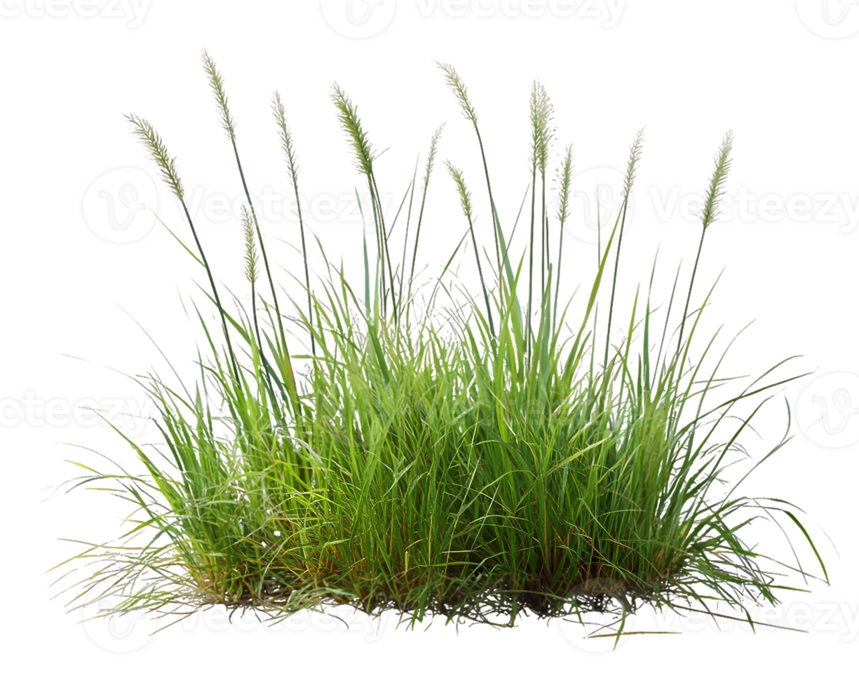 Lush Green Grass Tuft png