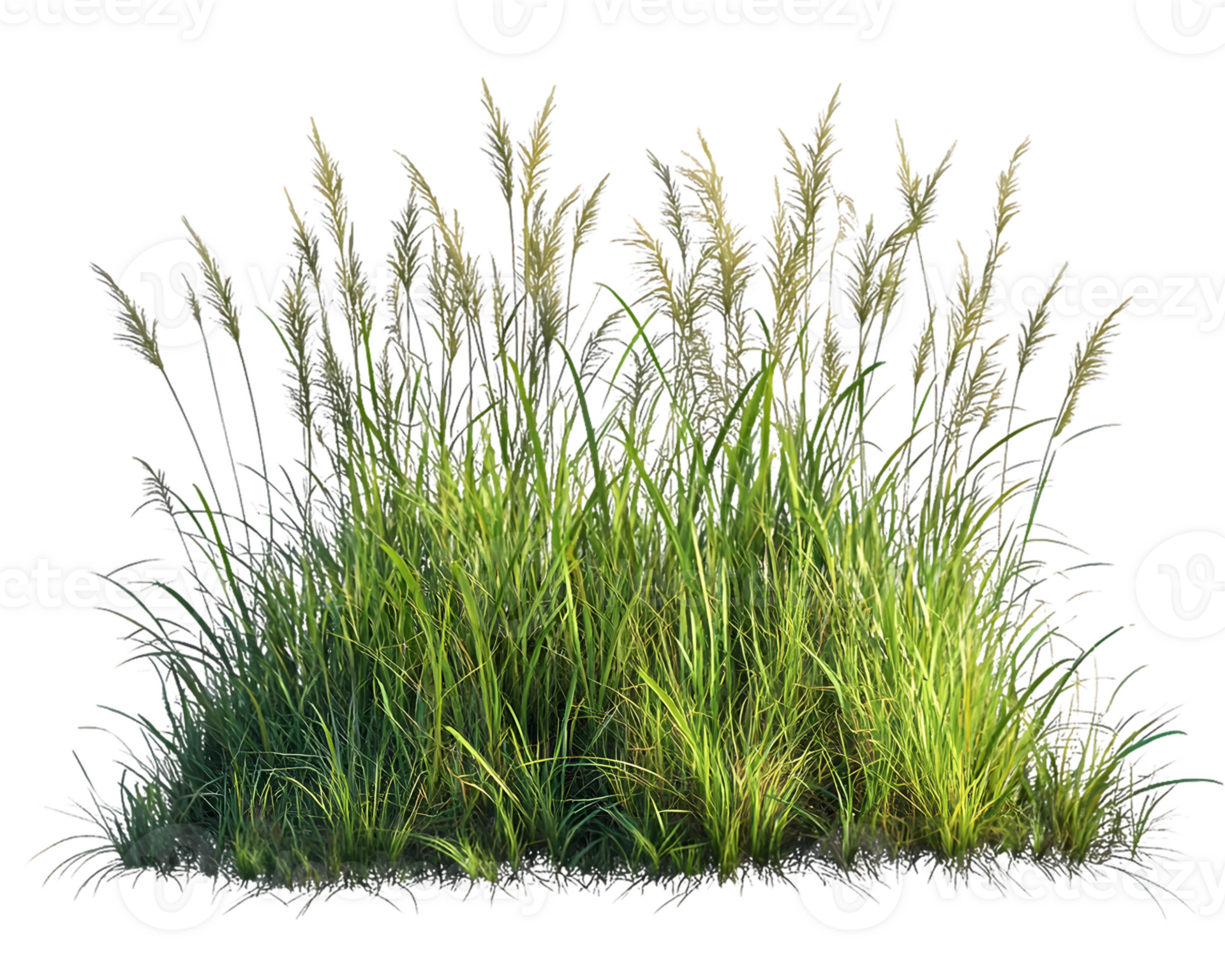 Lush Green Grass Meadow with Tall Blades and Delicate Seed Heads png