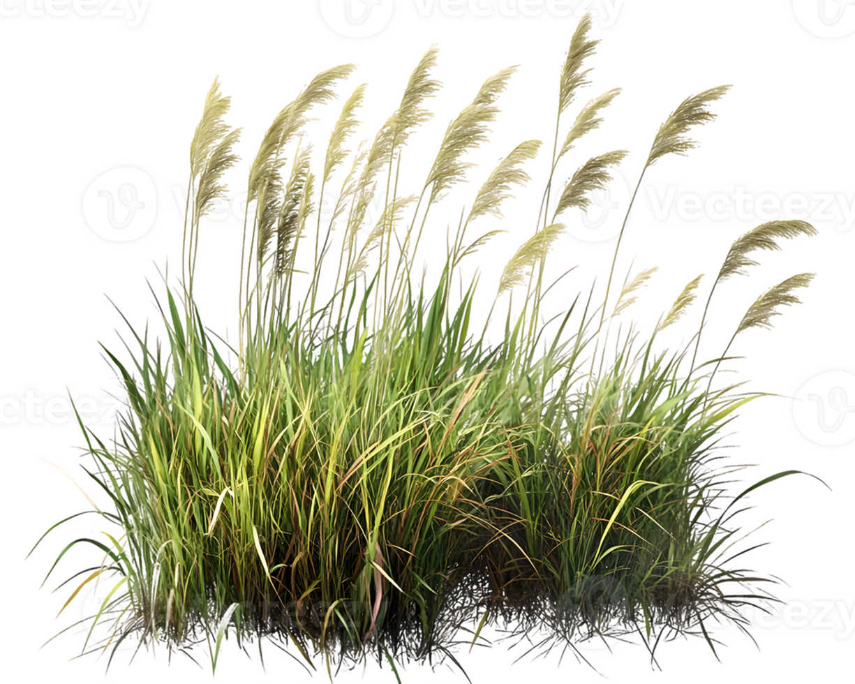 Golden and Green Grass Cluster in the Wind png