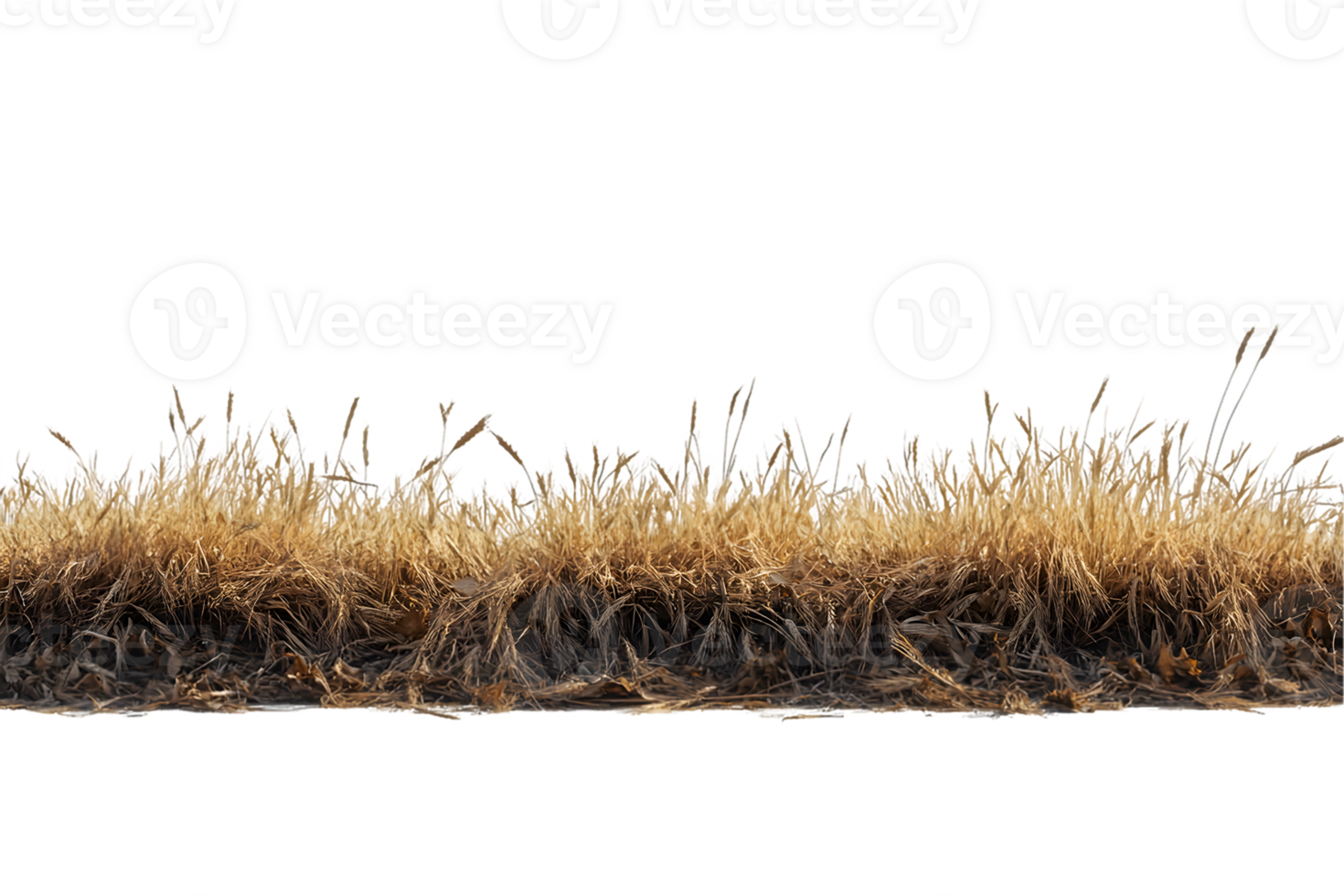 Detailed Close-up of a Line of Dry Grass png