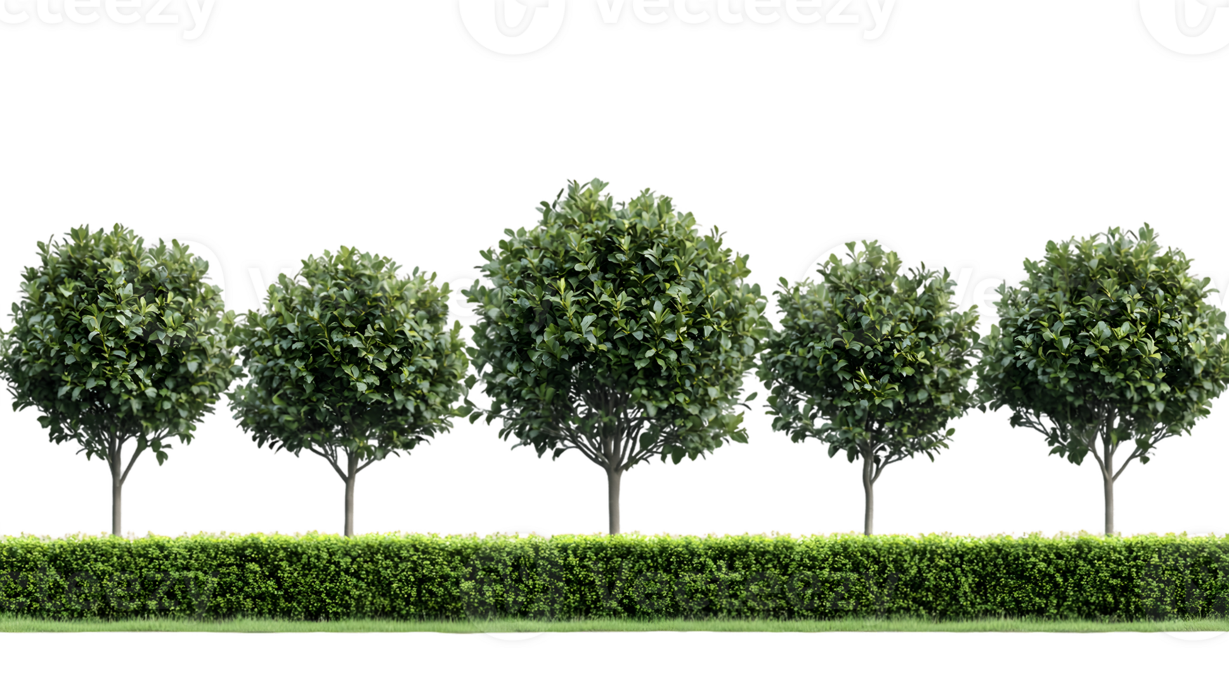 Row of round green trees and a vibrant hedge forming a lush landscape png