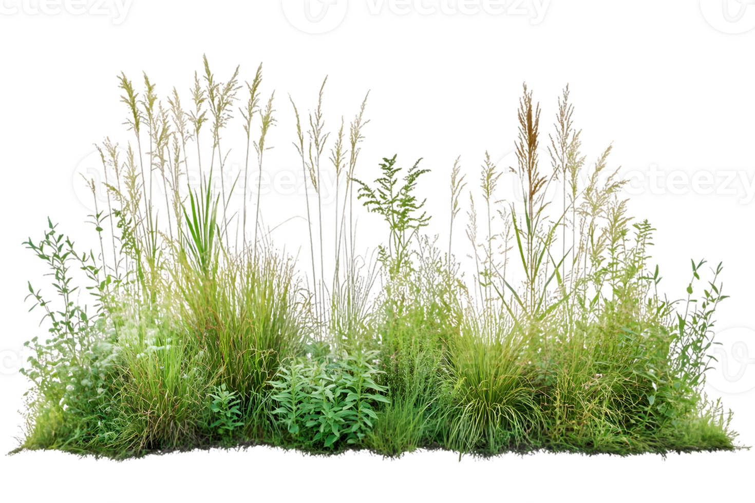 Lush Green Grass and Weed Patch in Natural Setting png