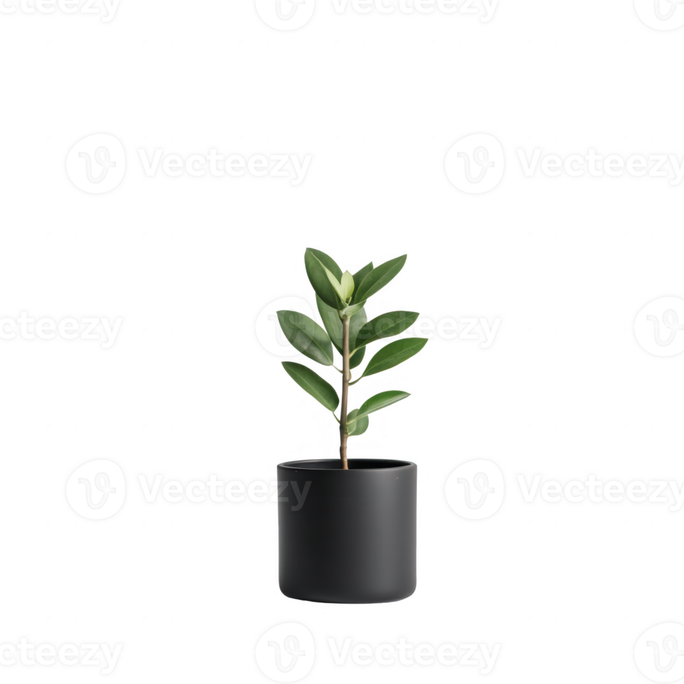A potted plant with green leaves, ideal for home decoration and interior design. png