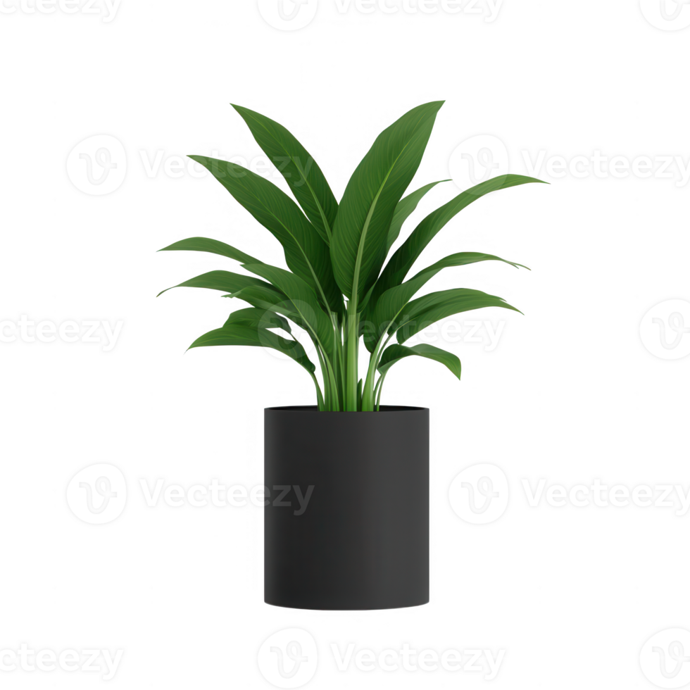 A vibrant green plant in a sleek black pot, perfect for home or office decor. png