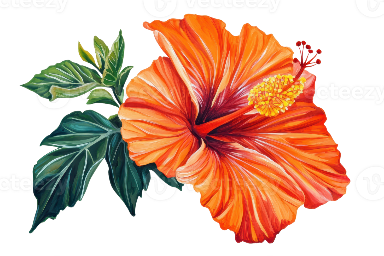 Vibrant orange hibiscus flower with lush green leaves, showcasing its intricate patterns and rich colors. Perfect for nature and botanical themes. png