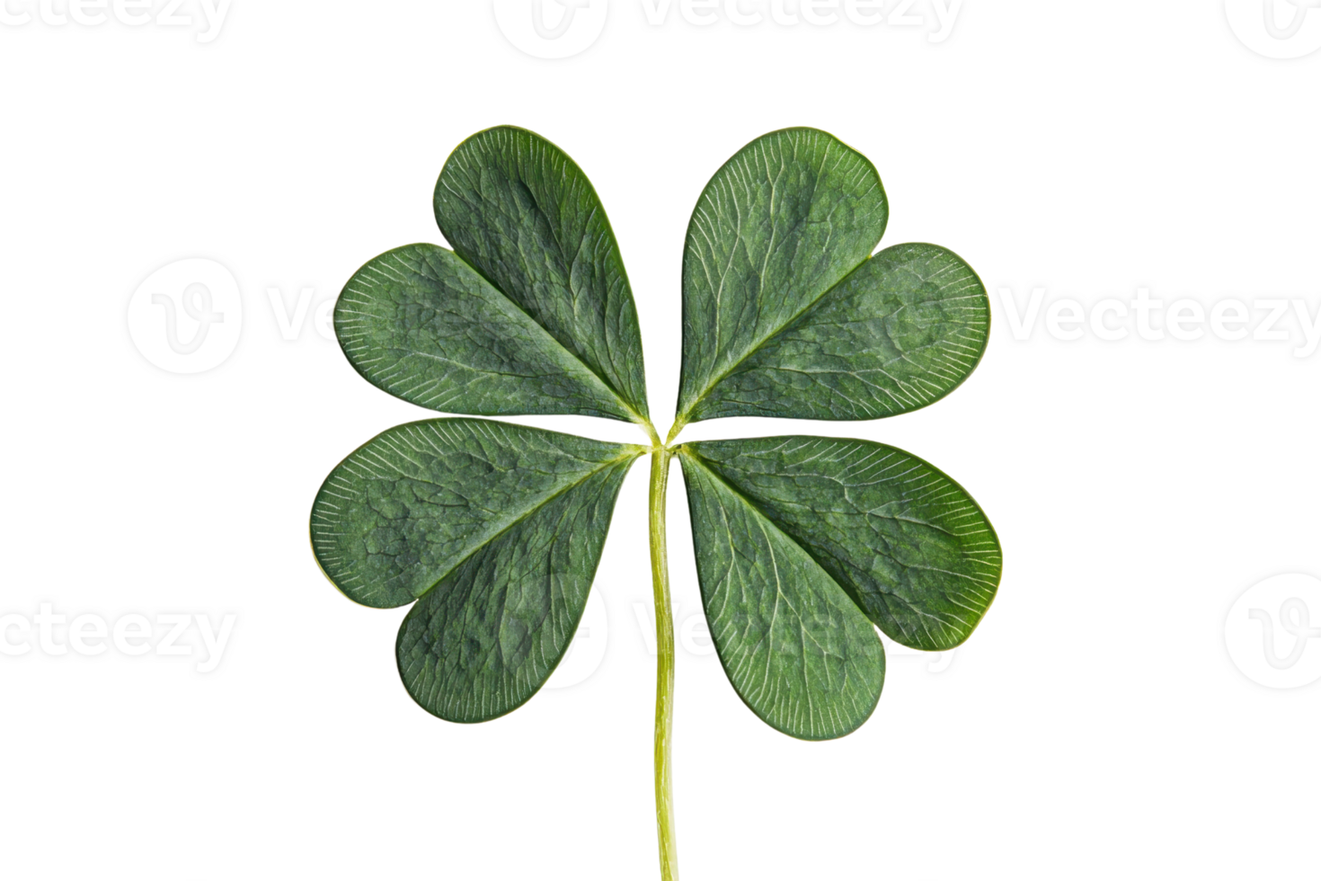 Close-up of a four-leaf clover symbolizing luck and prosperity, isolated on a transparent background. showcasing its unique green leaves. png