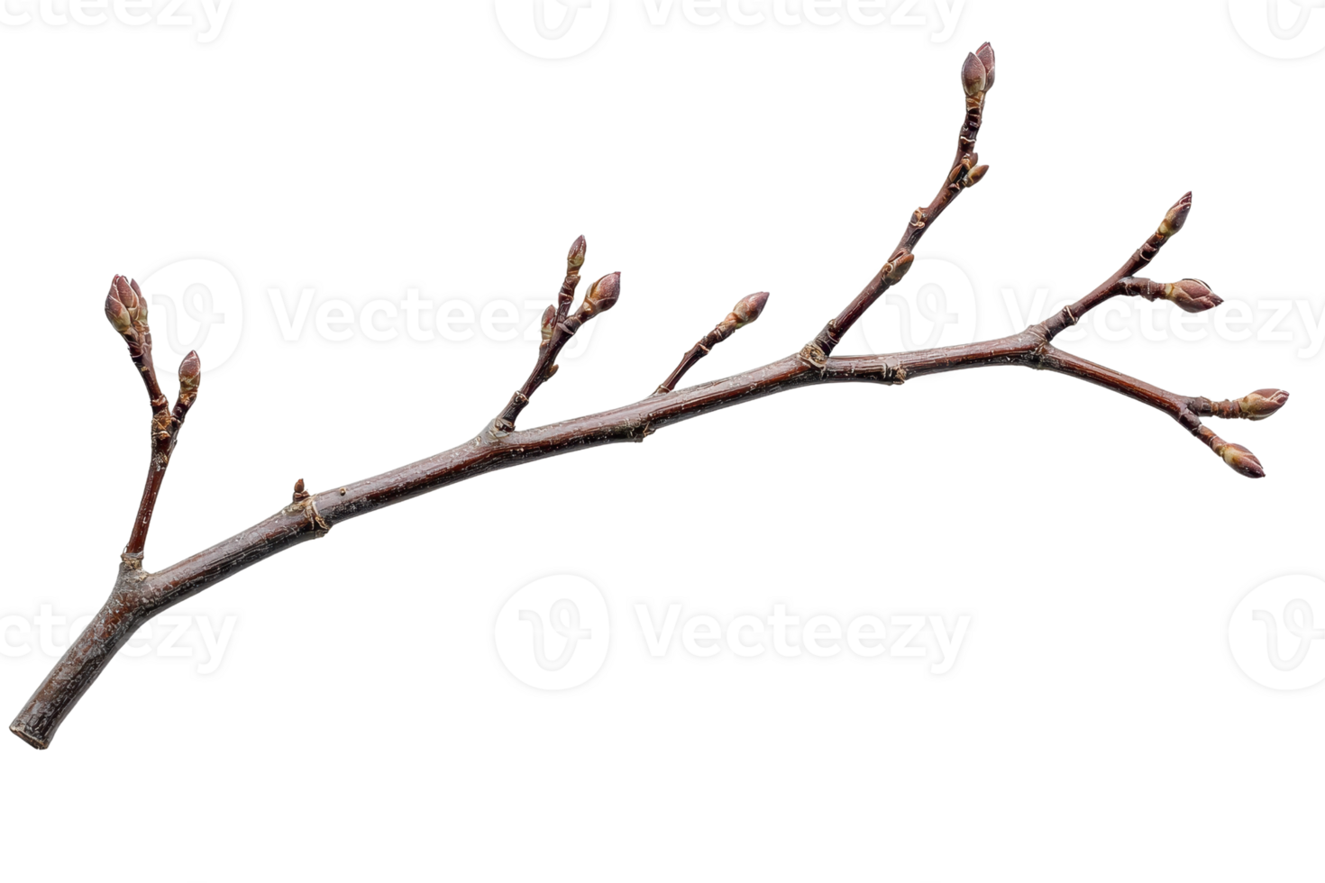 Close-up shot of a branch with budding leaves, showcasing the beauty of nature and the transition from winter to spring season. png