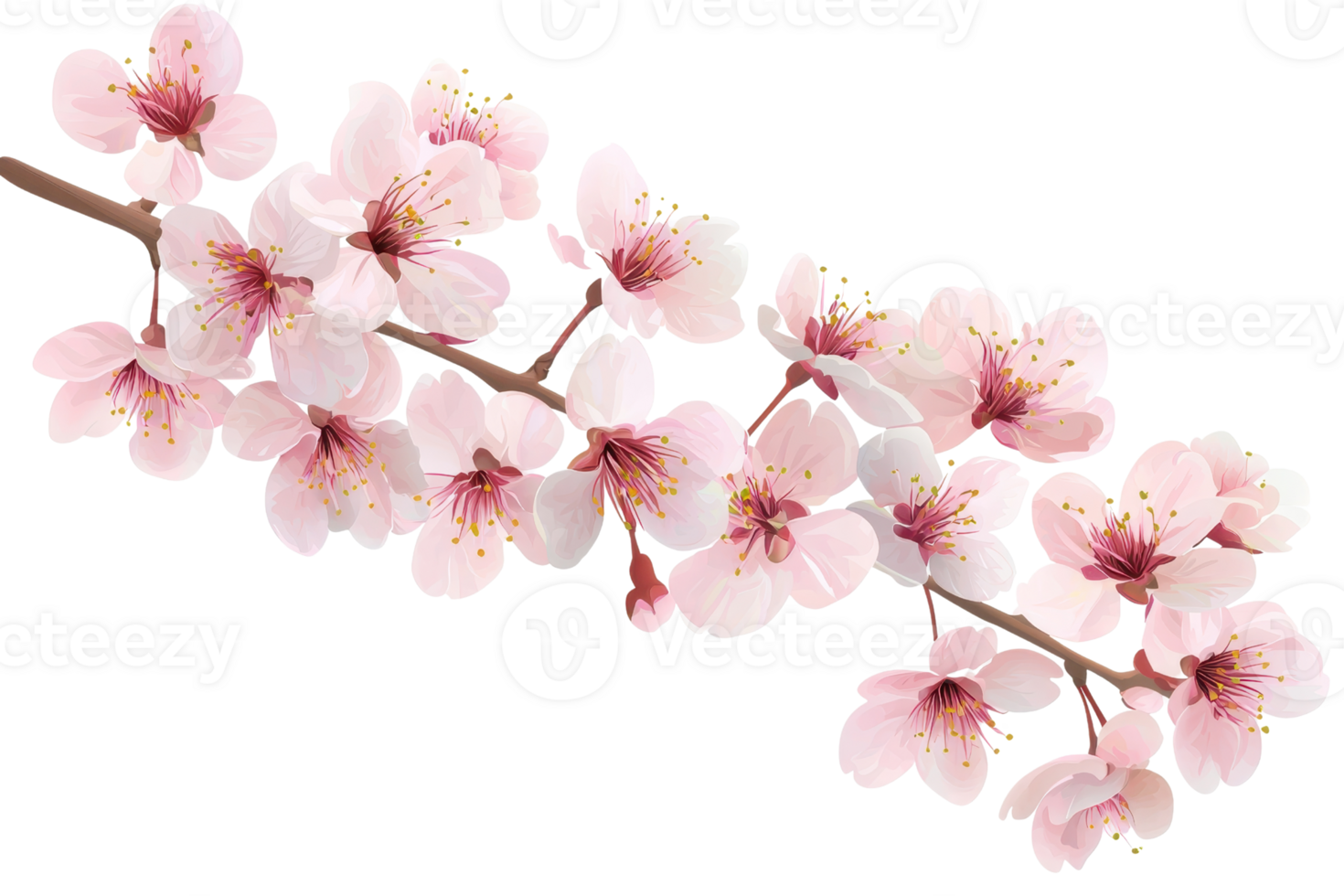 Delicate pink cherry blossoms in full bloom on a branch, showcasing the beauty of nature in springtime. png