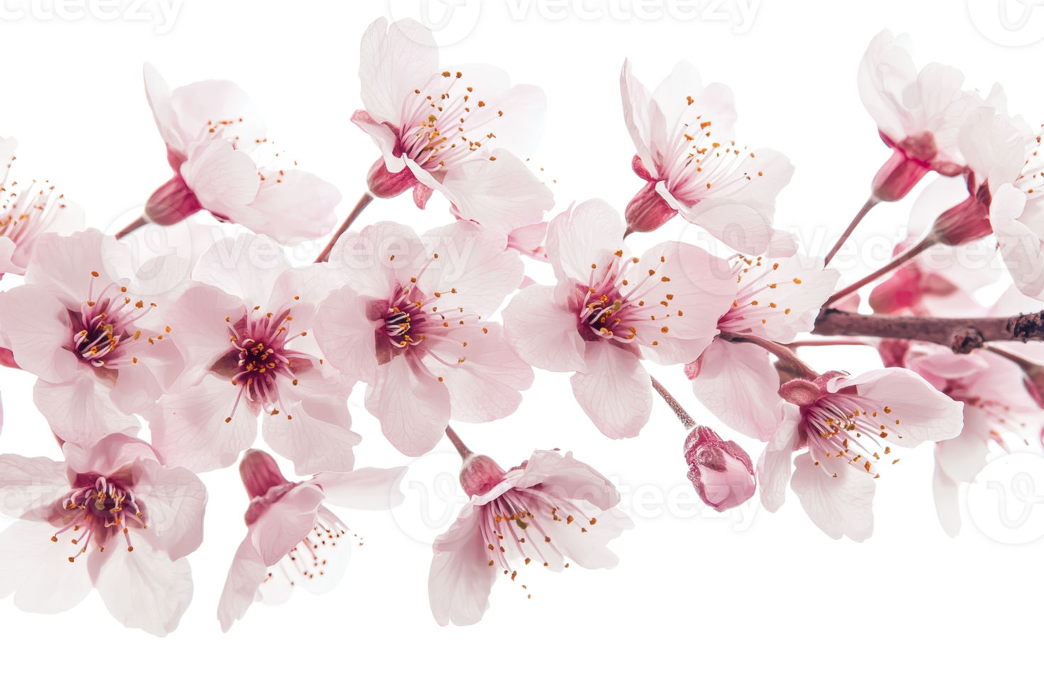 Close-up of delicate pink cherry blossoms on a branch, showcasing natural beauty and the elegance of springtime floral arrangements. png