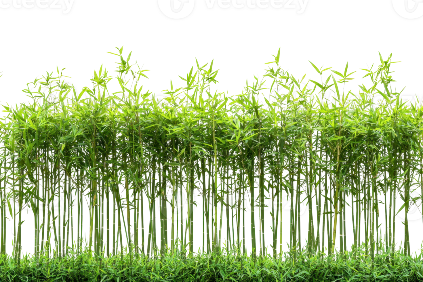 Lush bamboo forest with tall green stalks and vibrant leaves, symbolizing growth, tranquility, and the beauty of nature. png