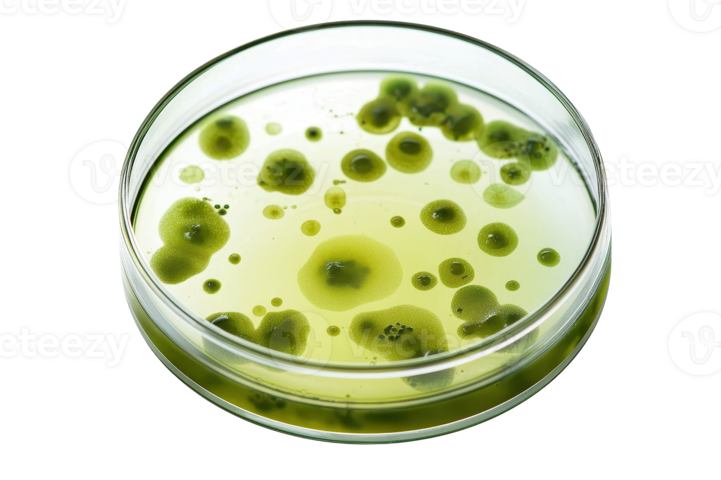 Petri dish with green mold culture, showcasing microbiology experiment growth. Perfect for science and research illustrations. png