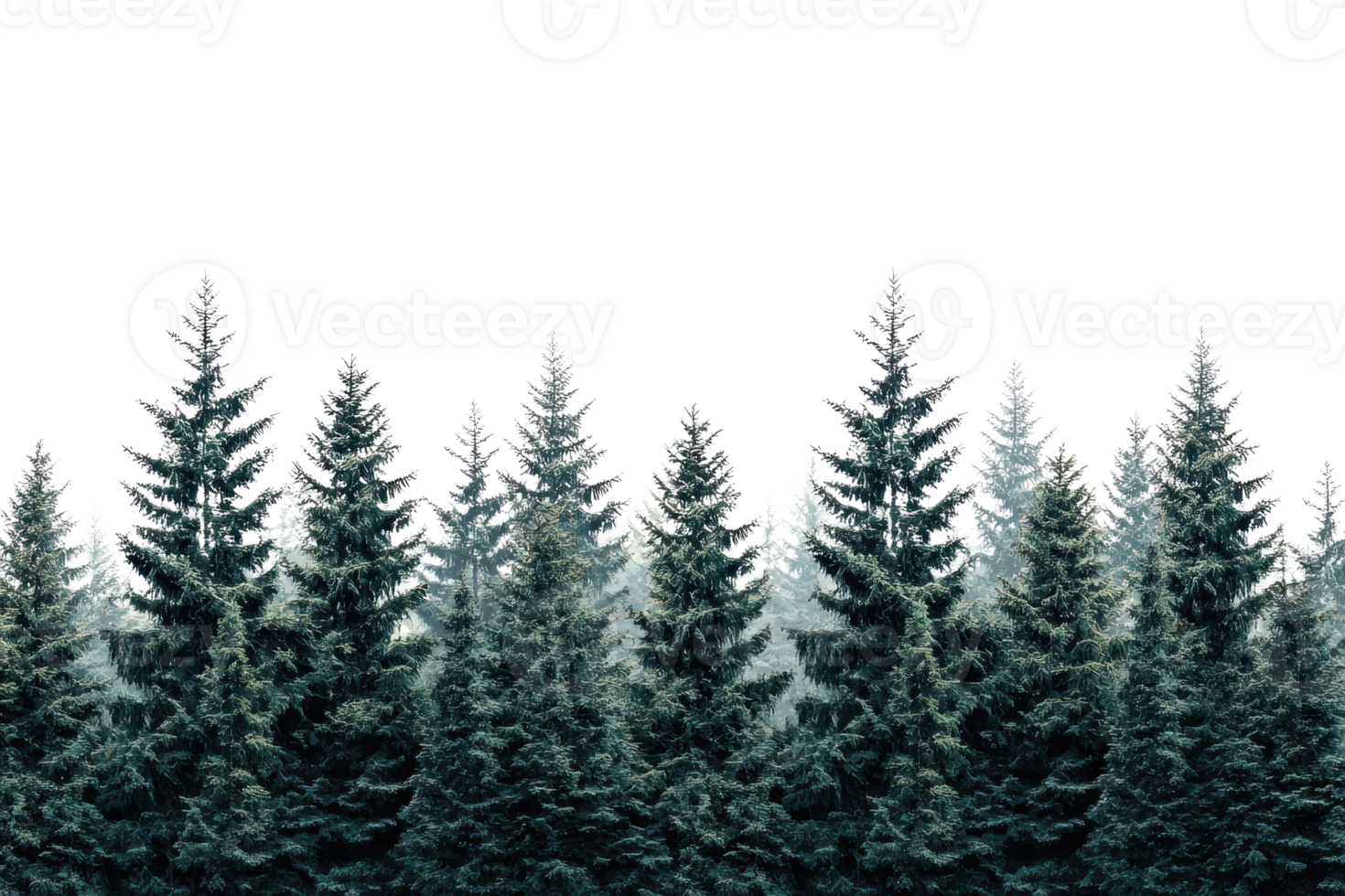 Serene winter forest with snow-dusted pine trees under a clear sky, creating a peaceful and tranquil natural landscape scene. png
