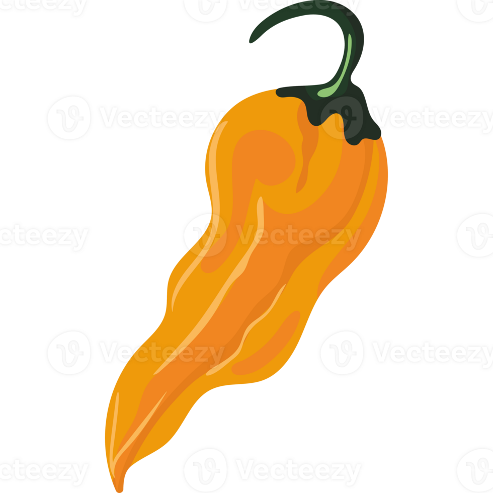 Orange chili pepper isolated illustration png