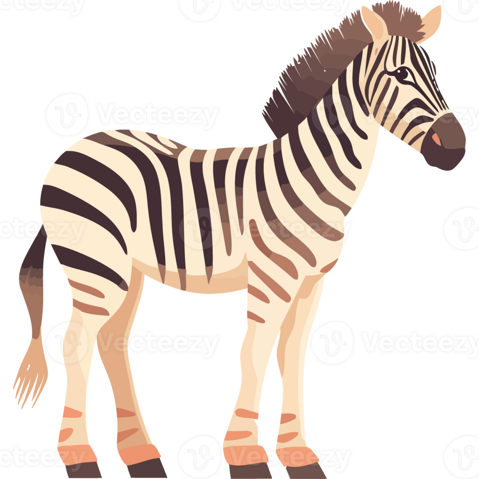 beauty in nature with striped zebra portrait isolated png