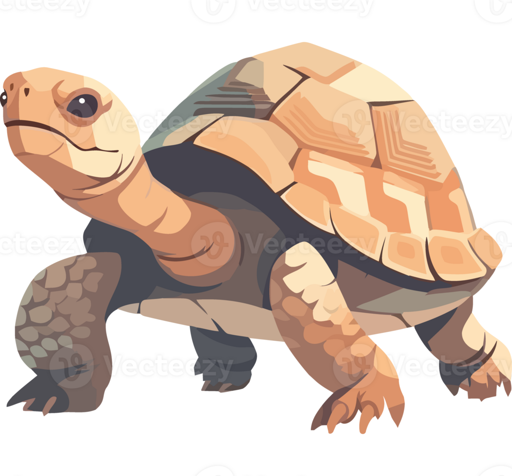 Slow and steady tortoise walking isolated png