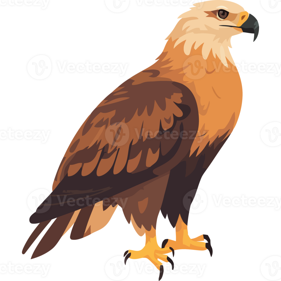 Flying hawk with sharp talons, a symbol of freedom isolated png
