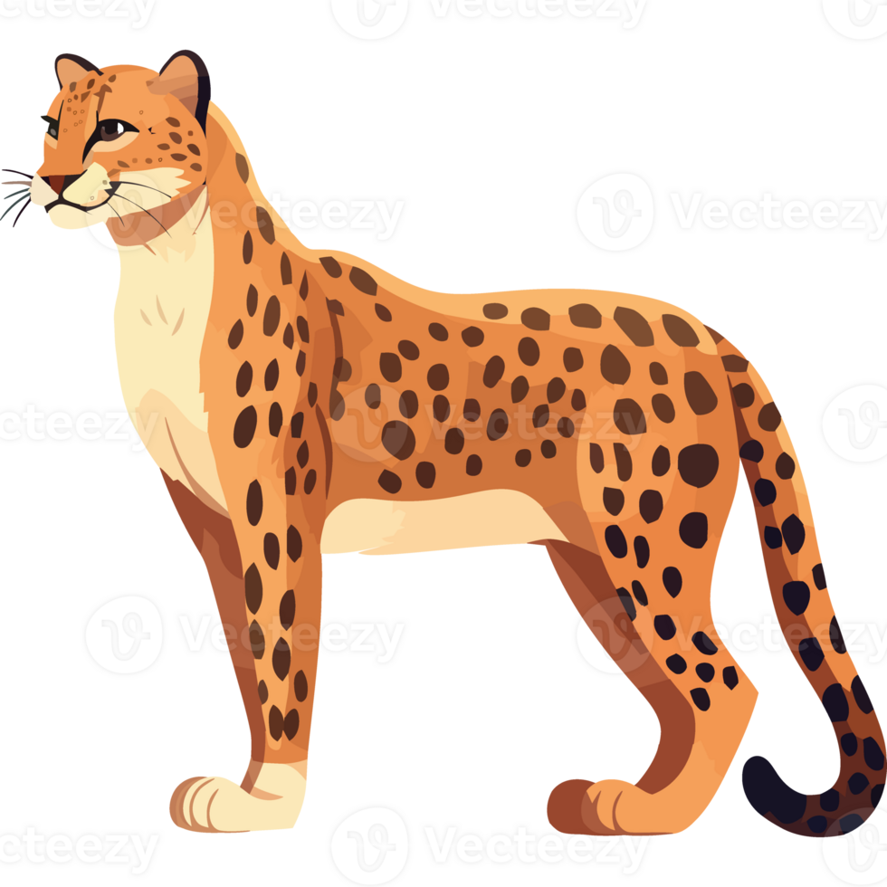 the cheetah, a cute spotted hunter walking isolated png