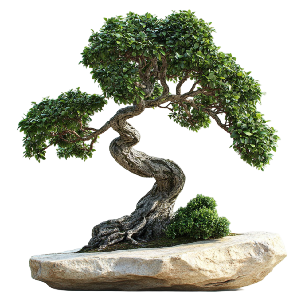 Bonsai Tree Growing on Rock with Moss png