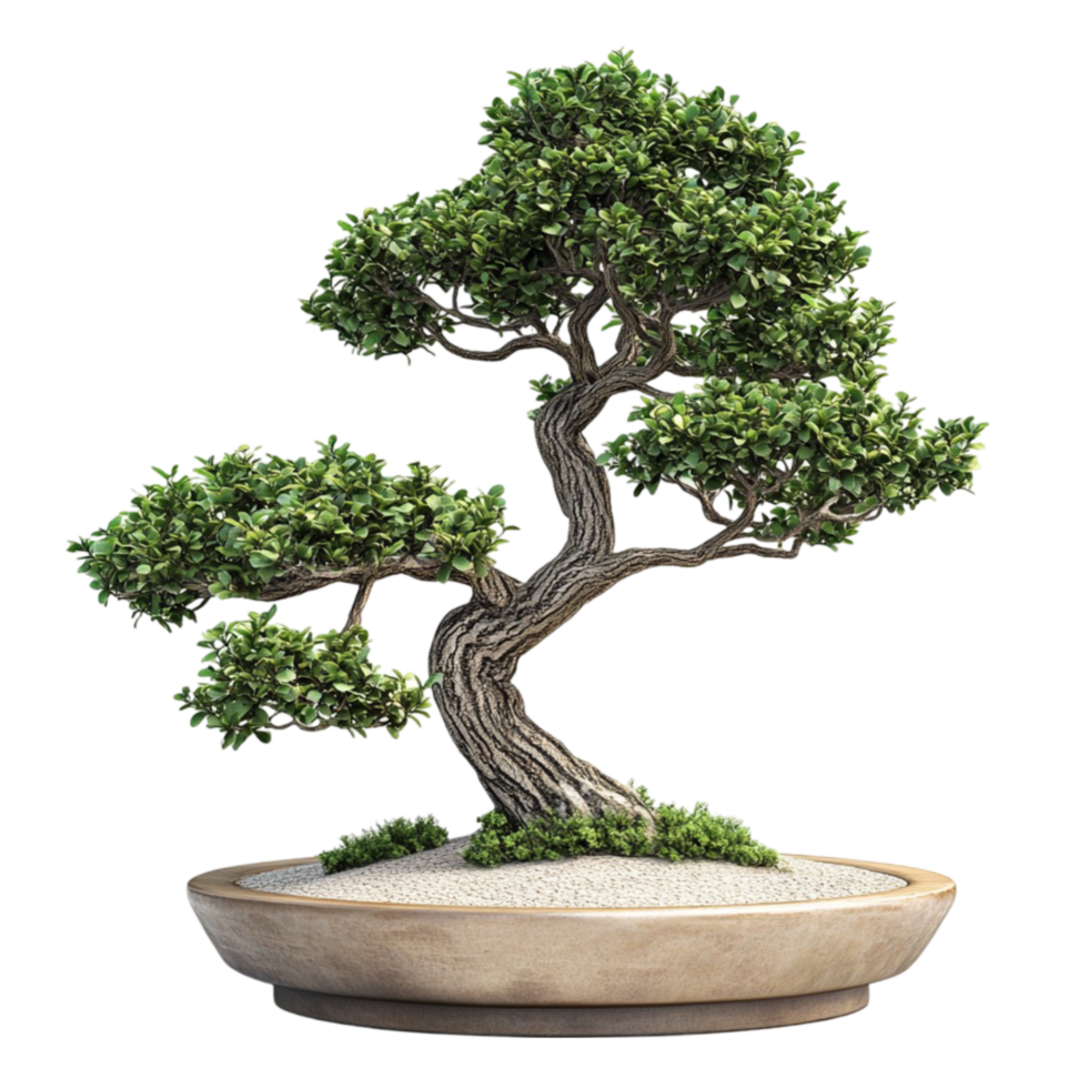 Bonsai Tree on Flat Rock Displayed in Minimalist Style png