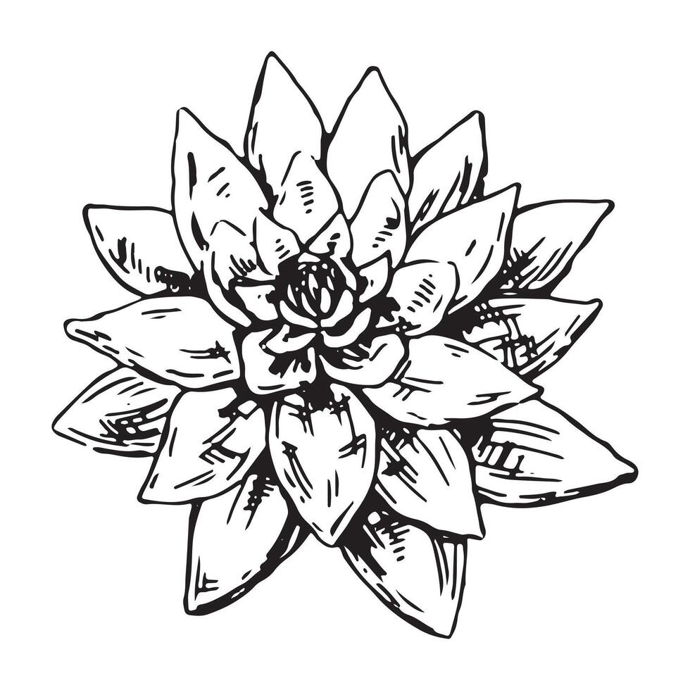 Sketch of water lily plant. A blossoming lotus flower bud in engraving style. Botanical illustration isolated on white. vector
