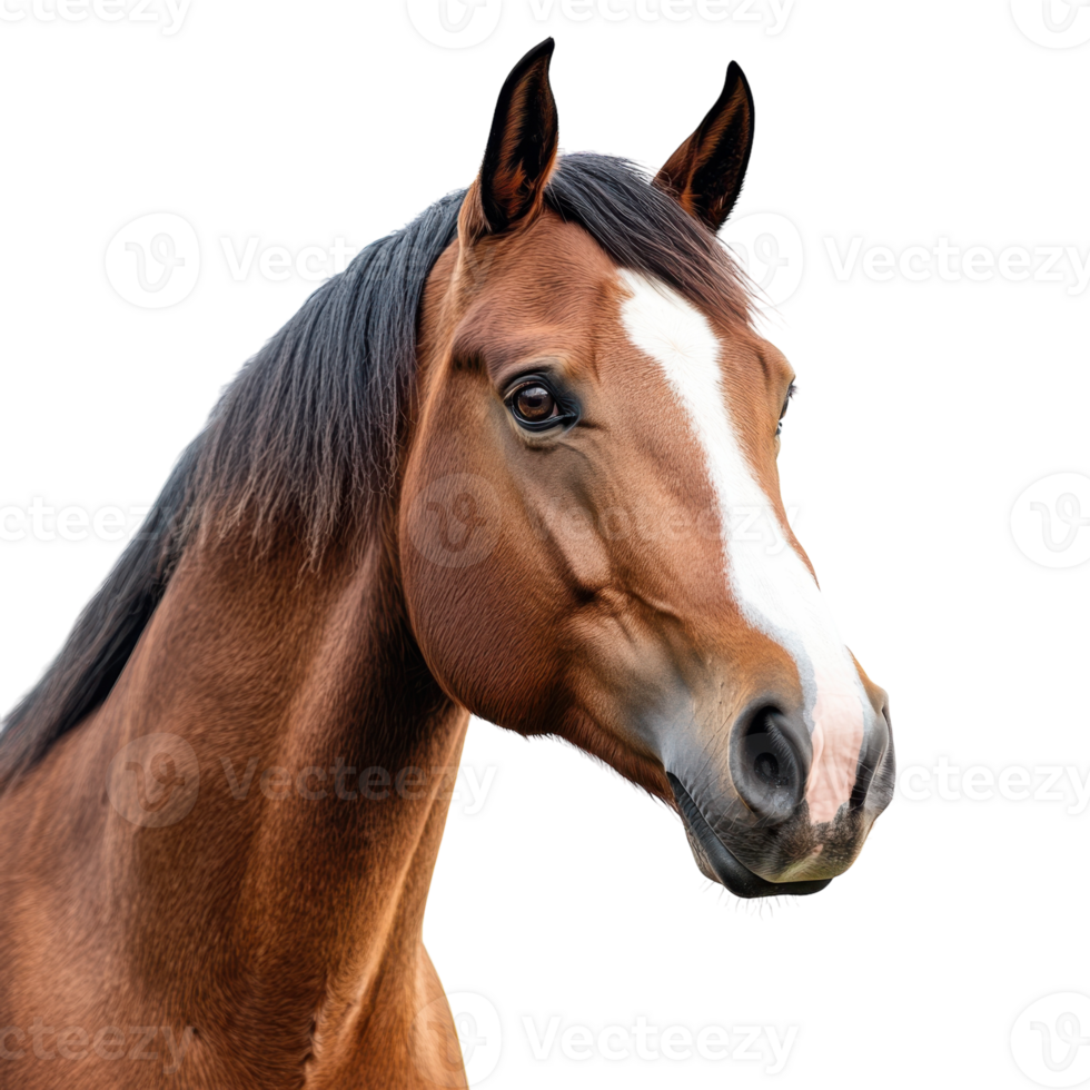 Horse Portrait on transparent background. png