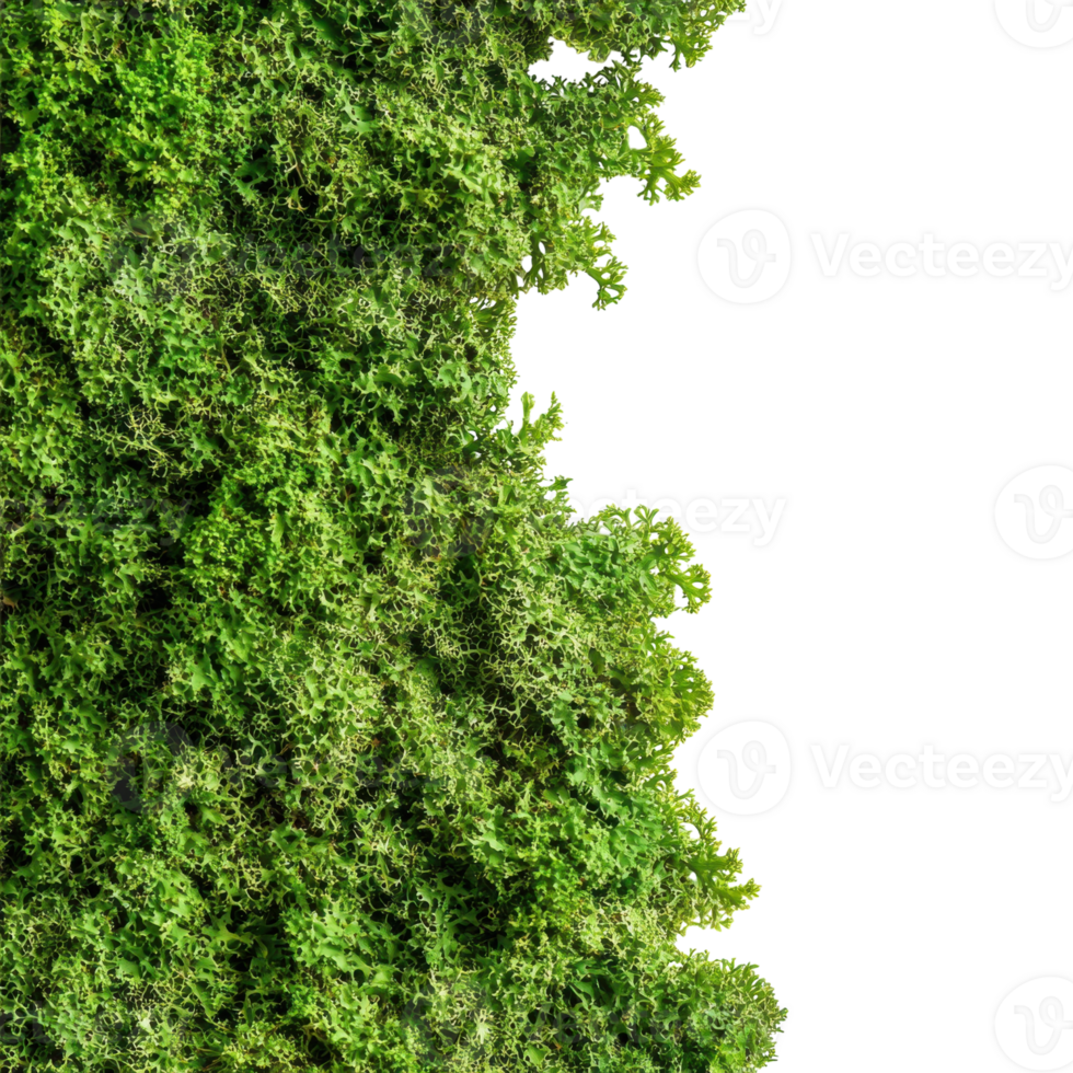 Green Moss Texture on transparent background. png