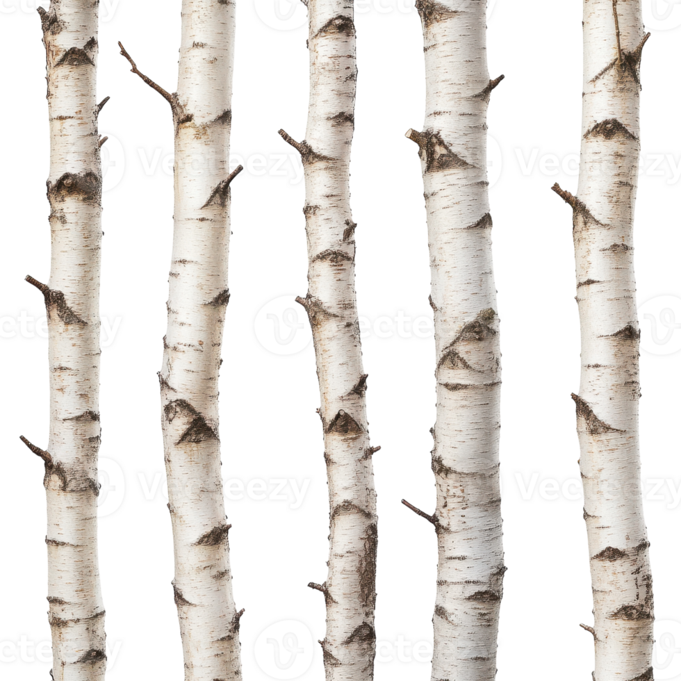 Birch Trunks White Back on transparent background. png