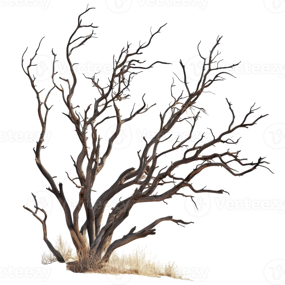 Dead Trees Branches on transparent background. png