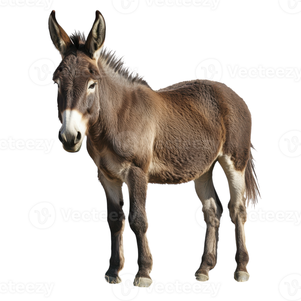 Donkey on transparent background. png