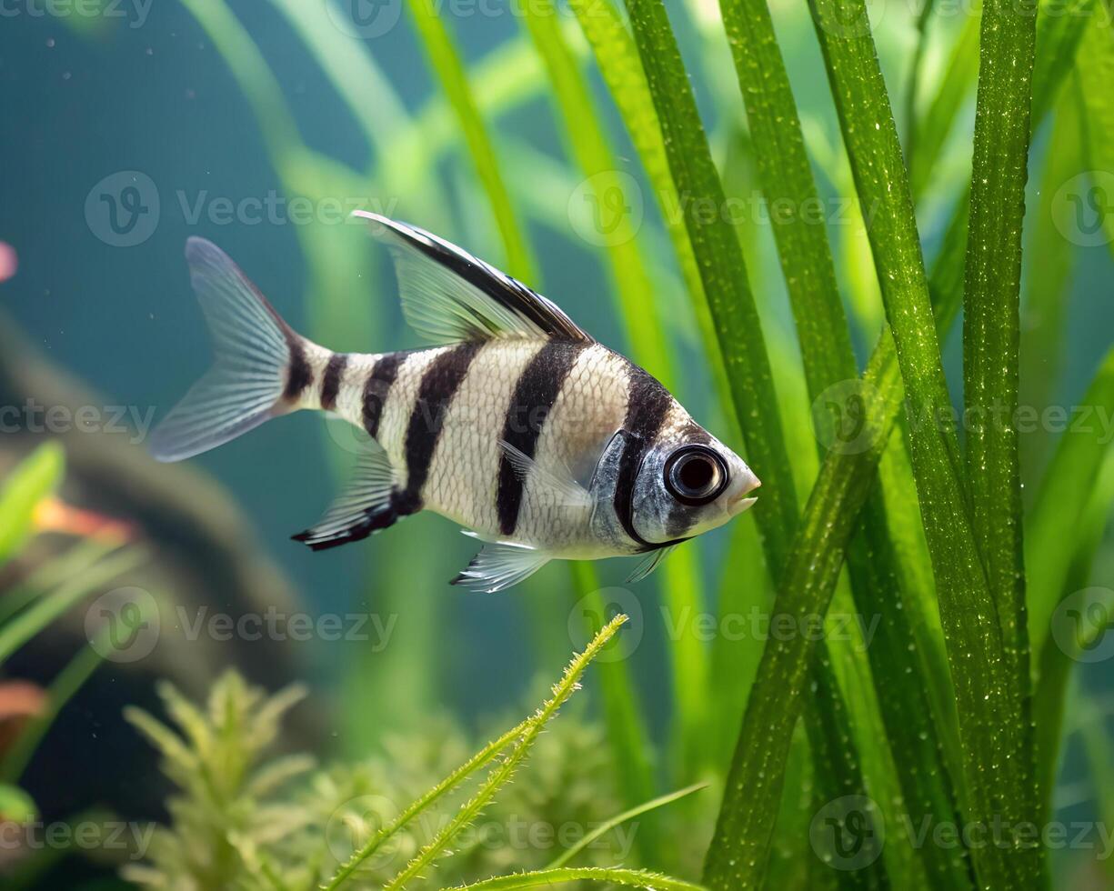 A small zebra fish with black and white stripes darting among green plants photo
